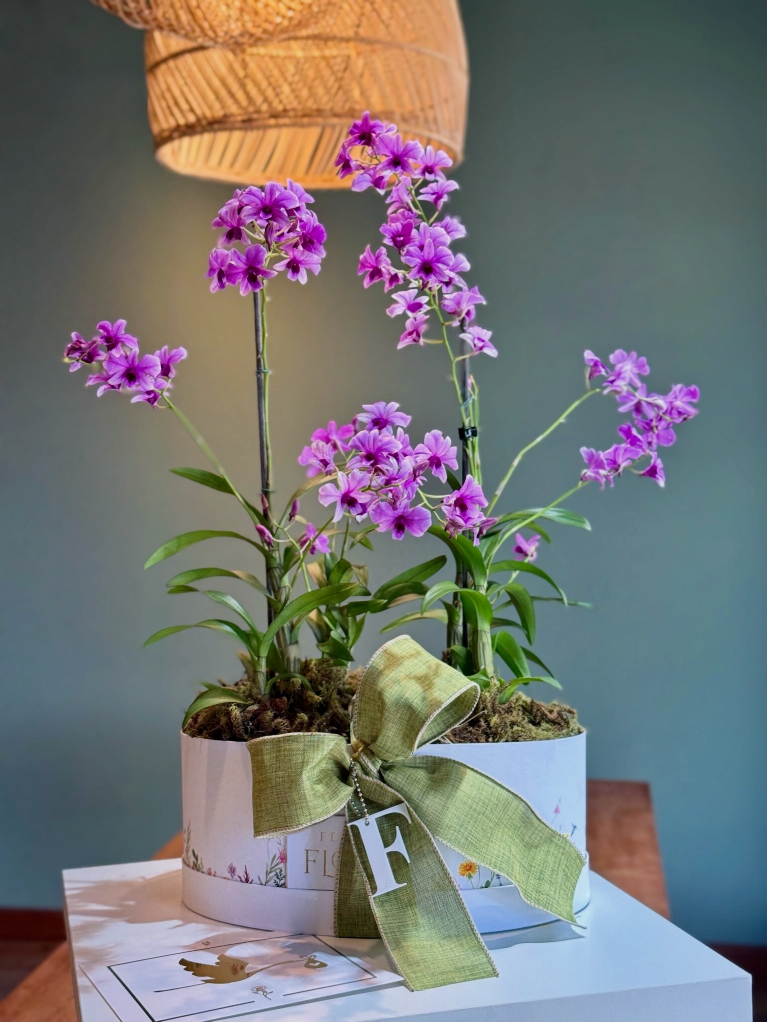 Orquídeas roxas em vaso com laço verde, Festas & Flores